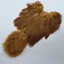 Whiting Brahma Hen Soft Hackle with Chickabou in March Brown